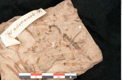 Foto (Detailansicht) von Podozamites malvernicus Ettingshausen (NHMW-GEO-2024-0188-10327)